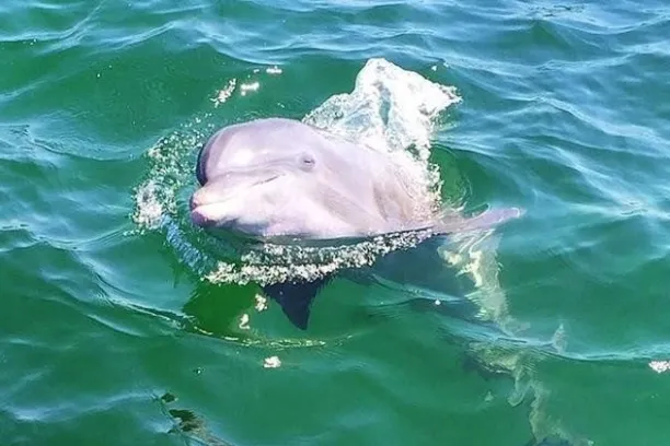 Halfhitch the friendly dolphin