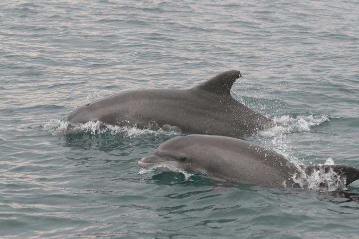 Dolphins