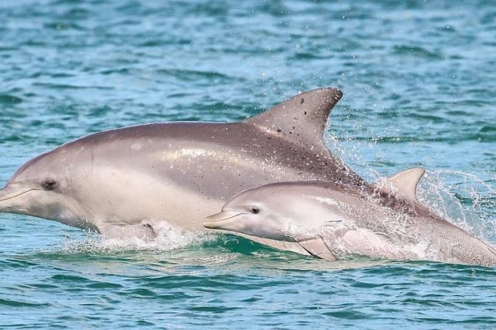 a dolphin jumping out of the water