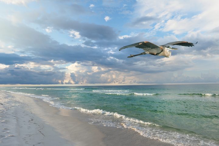 a bird flying over the beach next to the water