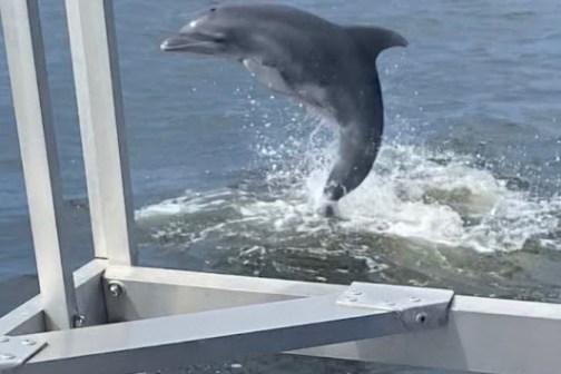 dolphin jumping out of the water next to boat