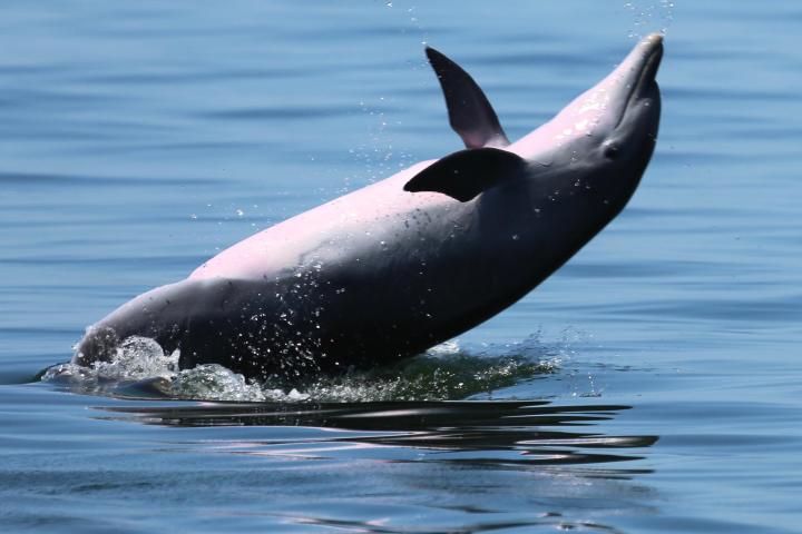 an animal in a body of water