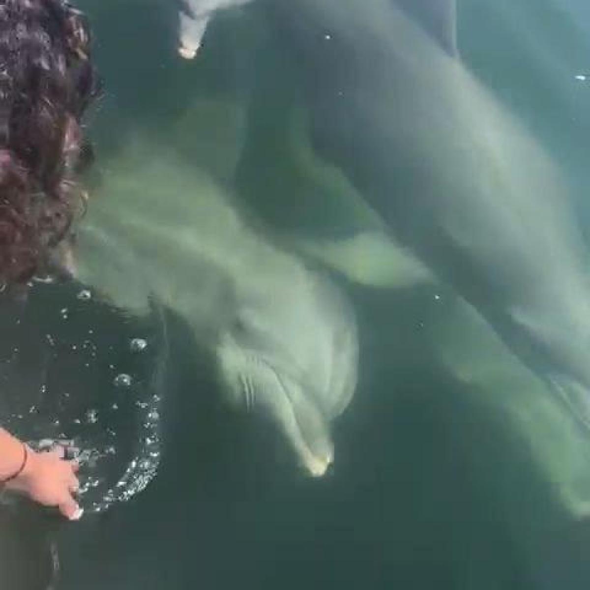 dolphins up close