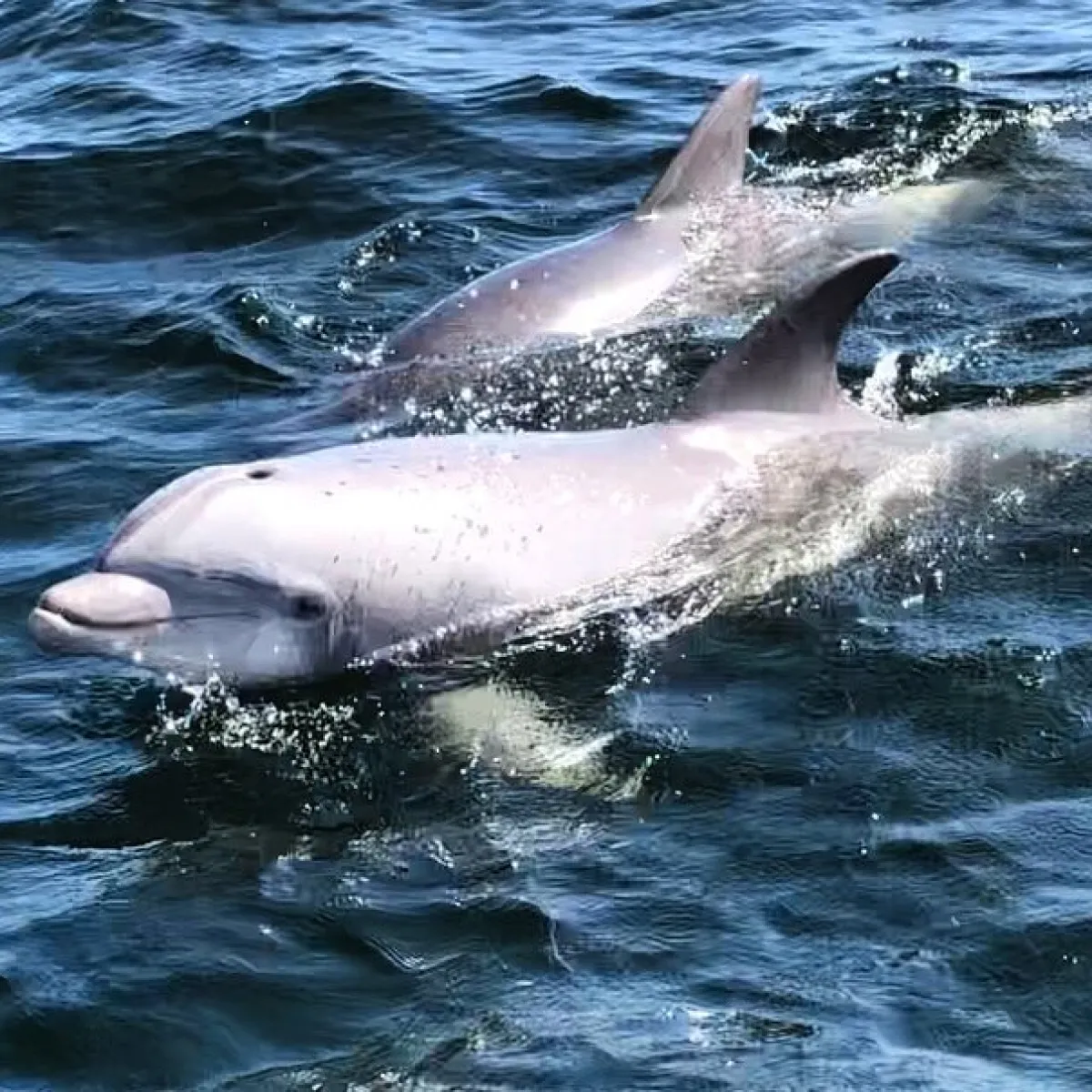 dolphins in Pensacola Bay