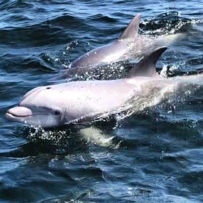 dolphins in Pensacola Bay