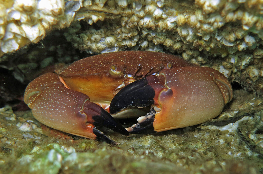 stone crab a close up of an animal
