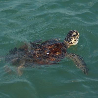 sea turtle