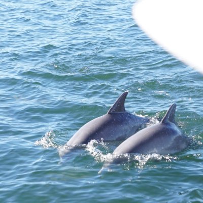 Two dolphins swimming near the surface of the sea, viewed from a boat.