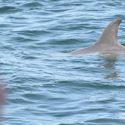 Dolphin fin emerging from the water surface in the ocean.