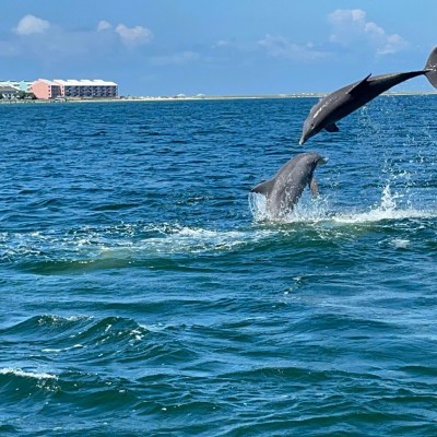Two dolphins leaping in the ocean near a distant coastline on a sunny day.