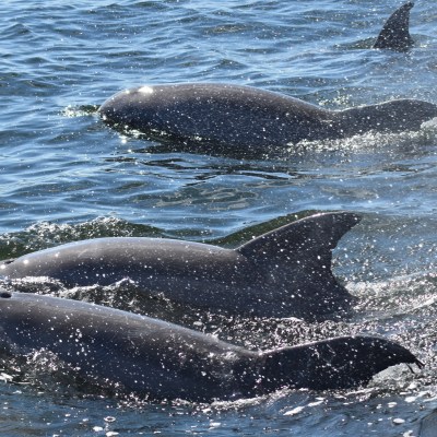 Three dolphins swimming close to the water surface with visible fins.