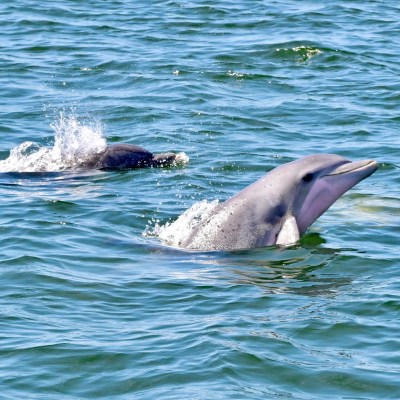Two dolphins surfacing in blue ocean water under clear sky.