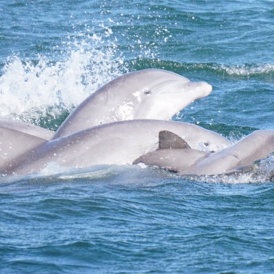 A group of dolphins swimming in the ocean with splashes of water.
