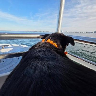 Dog with orange collar on a boat looking out at the water and city skyline