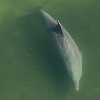 A dolphin swimming underwater in clear, greenish water.