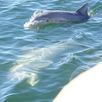 A dolphin swimming near the surface of clear blue water.