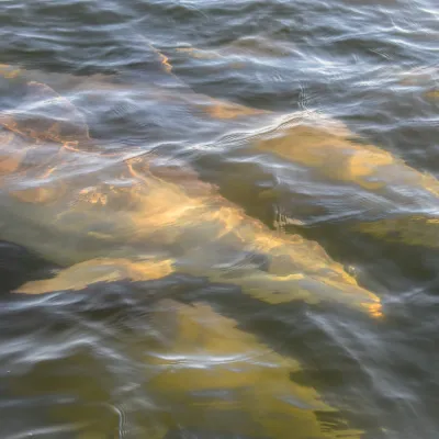 Two manatees swimming beneath the surface of clear, rippling water.