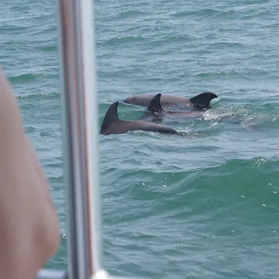 Person on boat watching dolphins swim in the ocean.