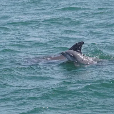 Dolphins swimming in the ocean with visible fins and waves.