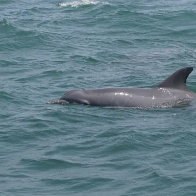 Dolphin swimming in open sea with fin above water.