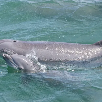 Two dolphins swimming together in clear green water.