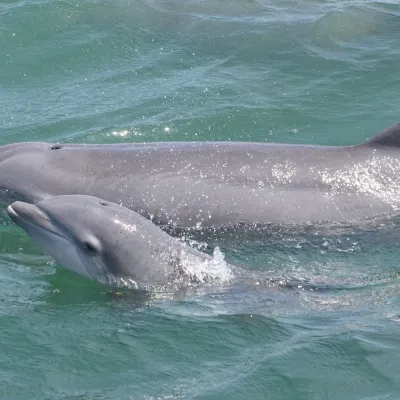 Two dolphins swimming in clear green water.