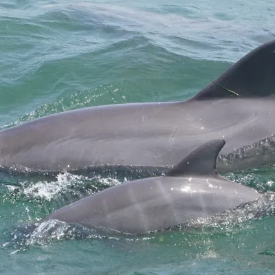 Two dolphins swimming in the ocean, one larger than the other.