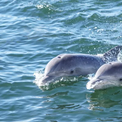 Two dolphins swimming close together in a body of water.