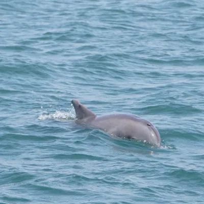 Dolphin swimming at the water's surface in the ocean.