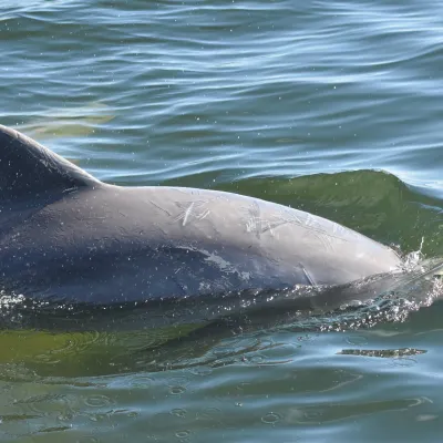 Dolphin swimming in clear blue water with dorsal fin visible.