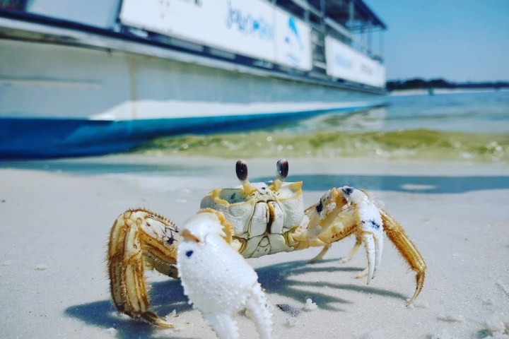 Close-up of a crab on a sandy beach with a boat in the background.