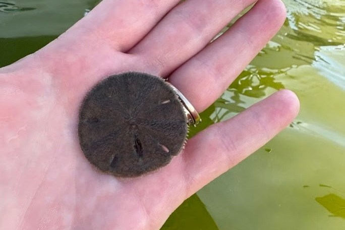Hand holding a dark sand dollar over greenish water