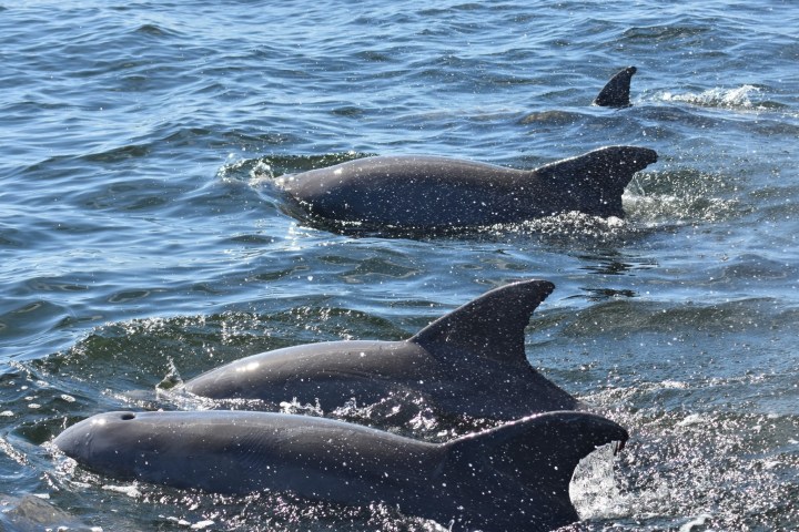 Three dolphins swimming in the ocean with dorsal fins visible.
