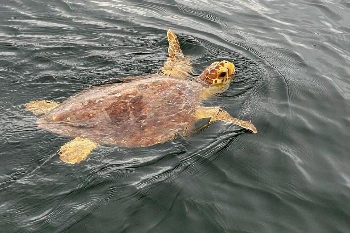 Turtle swimming in rippling dark water, with shell and flippers visible.