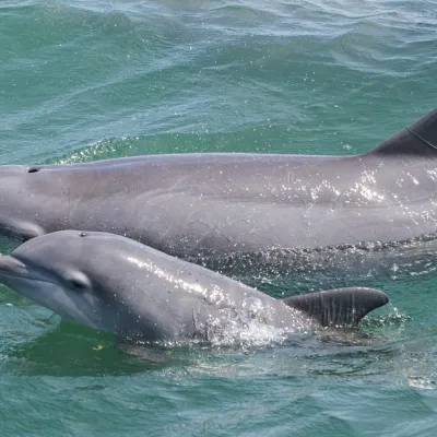 Two dolphins swimming in clear blue water.